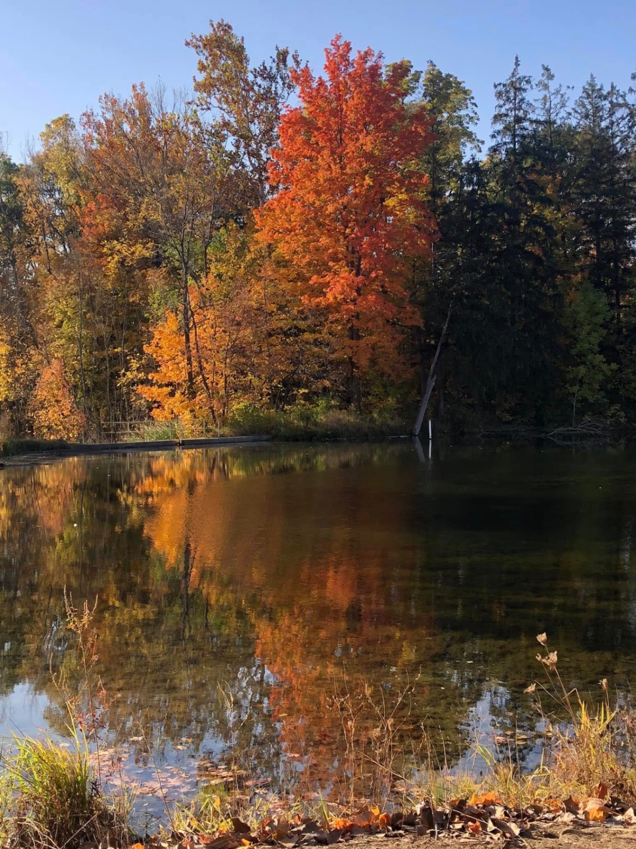 Stocked fishing pond framed by fall color at the Izaak Walton League grounds