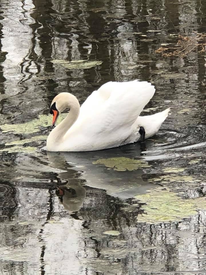 Swan on the water at the club ponds